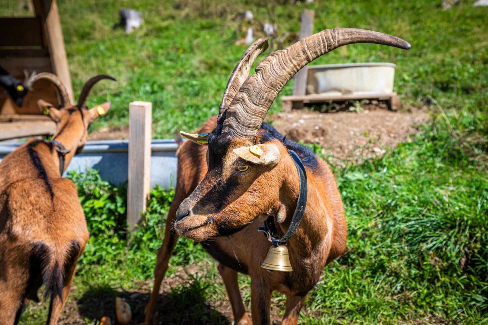 Taurachhof Astlehen * Alpendorf (Salzburg)
